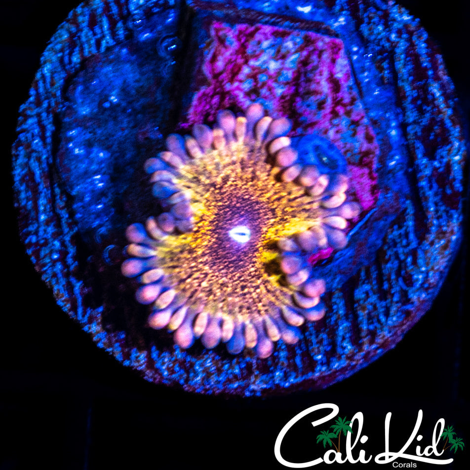 Death Star Zoa