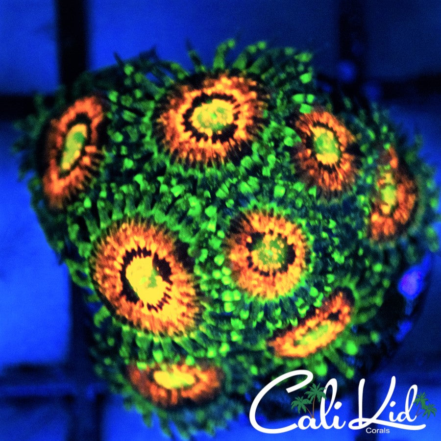 Rainbow Incinerator Zoa (price is per polyp)