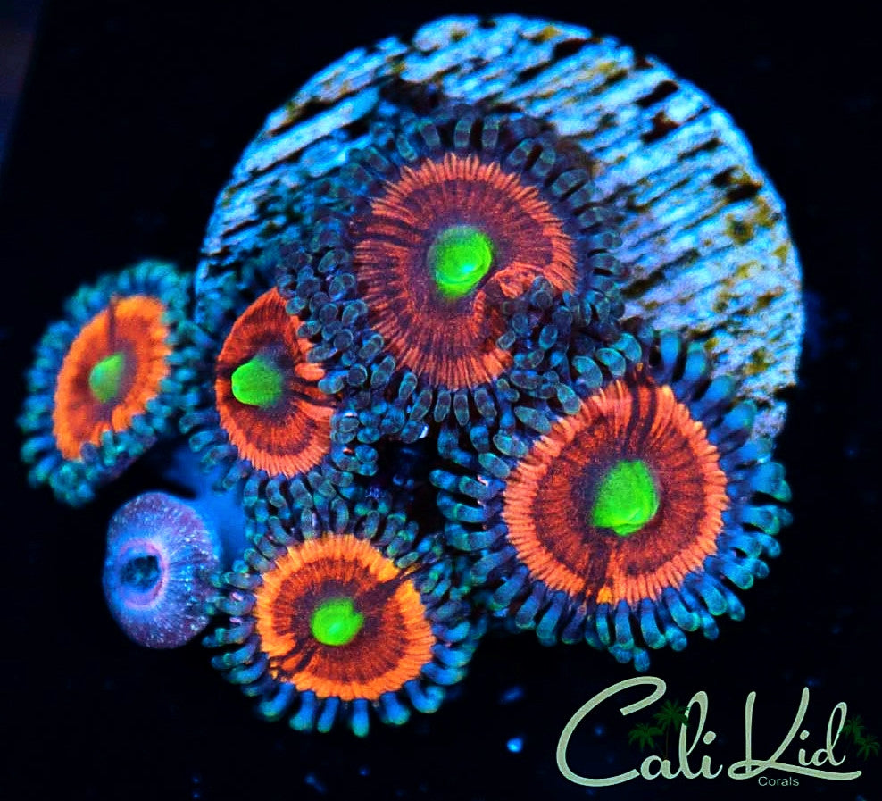 Pin em zoas