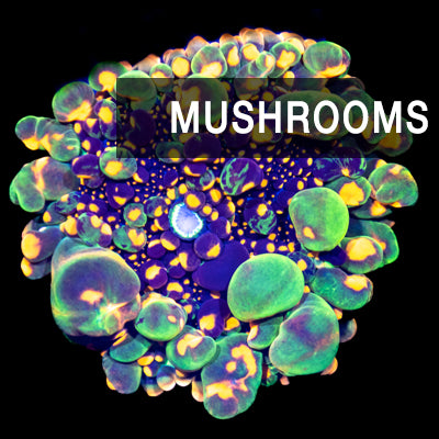 Mushrooms