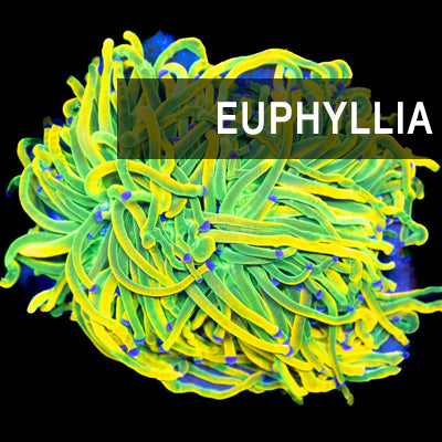 Euphyllia