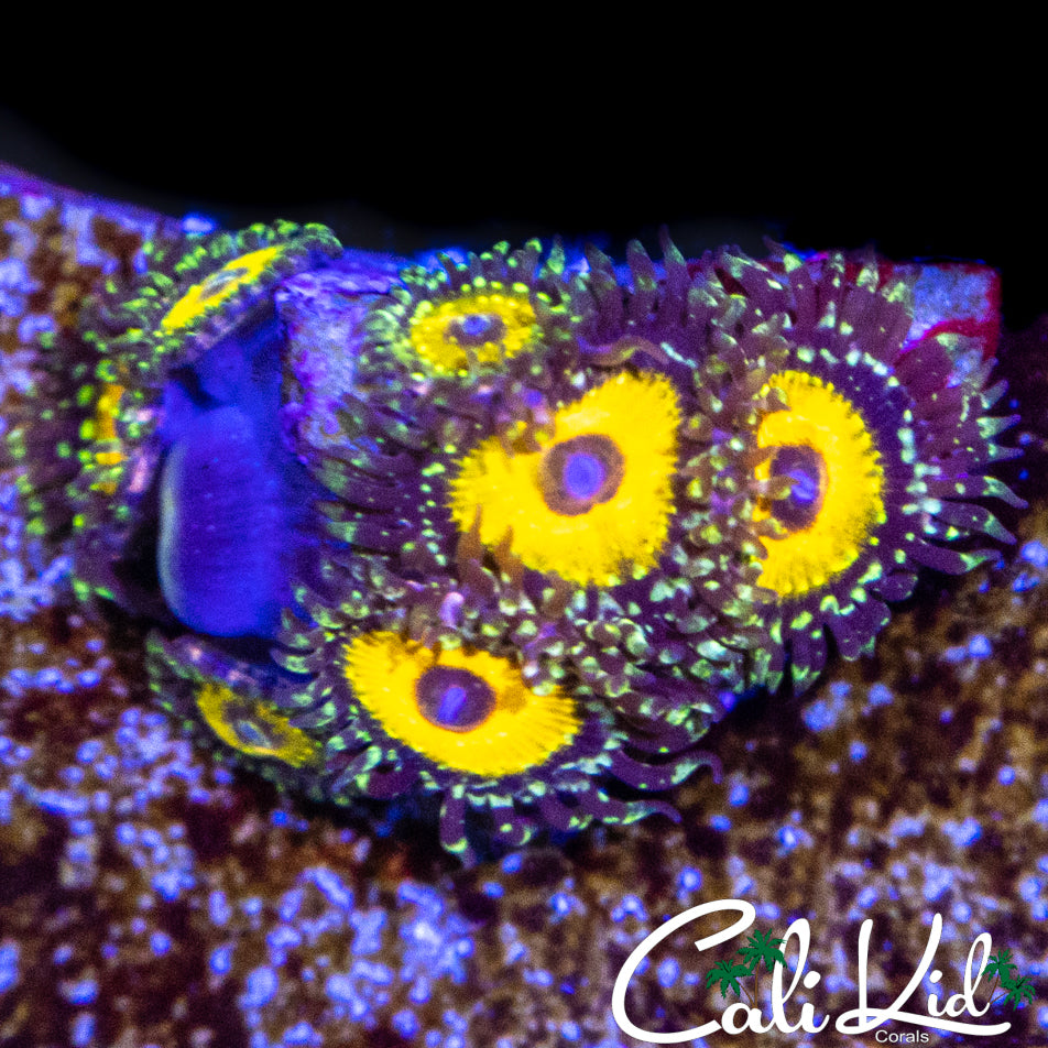 GOD BEAST ZOA