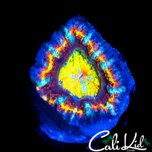 XTREME RAINBOW ACAN