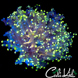 BI COLOR BRANCHING FROGSPAWN