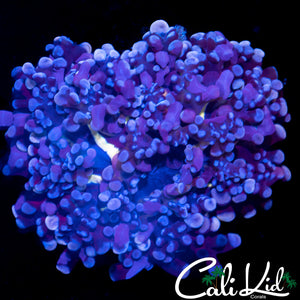 Bi Color Frogspawn