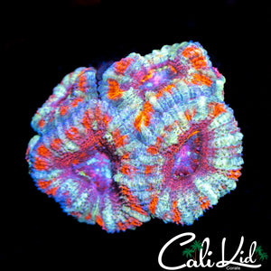 Beautiful Asian Acan Quad