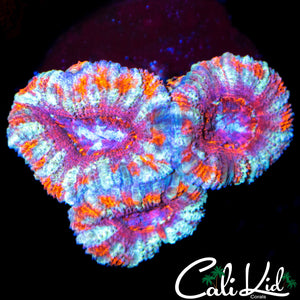 Beautiful Asian Acan Triple