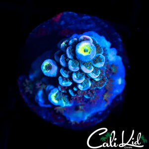 Aquacultured Rainbow Tenius Frag