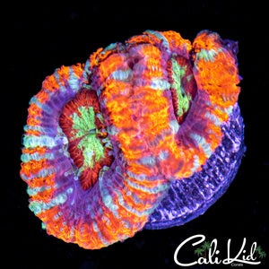 Asian Acan Double