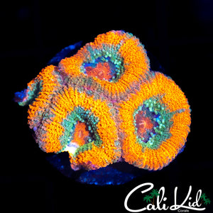 ASIAN ACAN QUAD