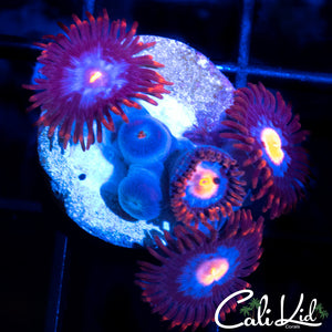 ASSORTED ZOA MINI COLONY