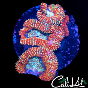 PATCH ADAMS ACAN QUAD