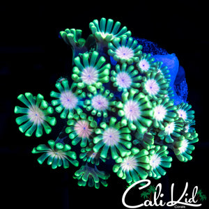 AWESOME BLOSSOM ALVEOPORA