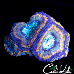 AQUA MAN ACAN MINI COLONY