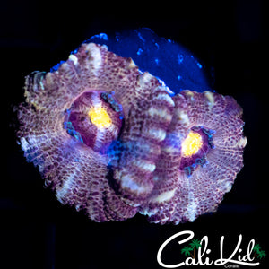 YELLOW EYE ASIAN ACAN DOUBLE