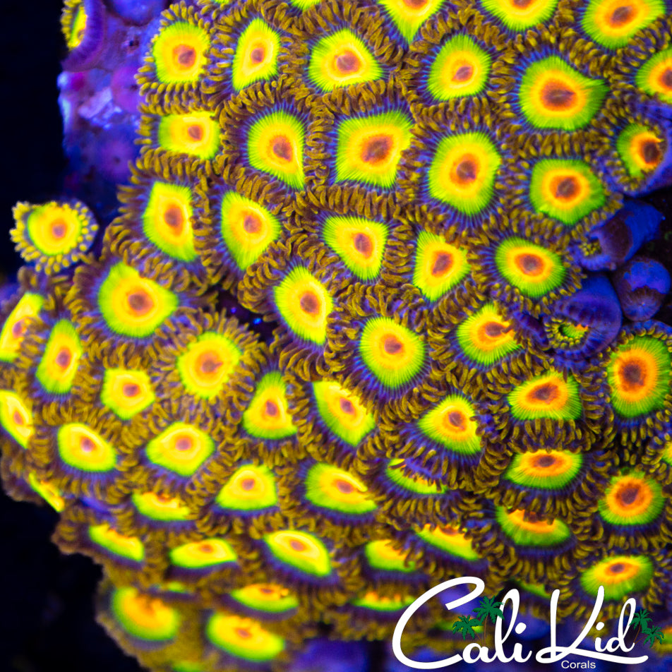 Rasta Zoas