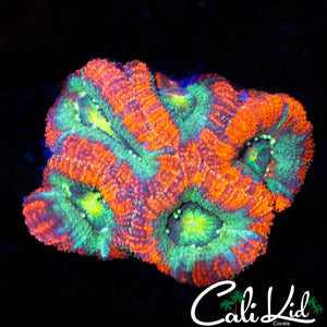 ASIAN ACAN MINI COLONY