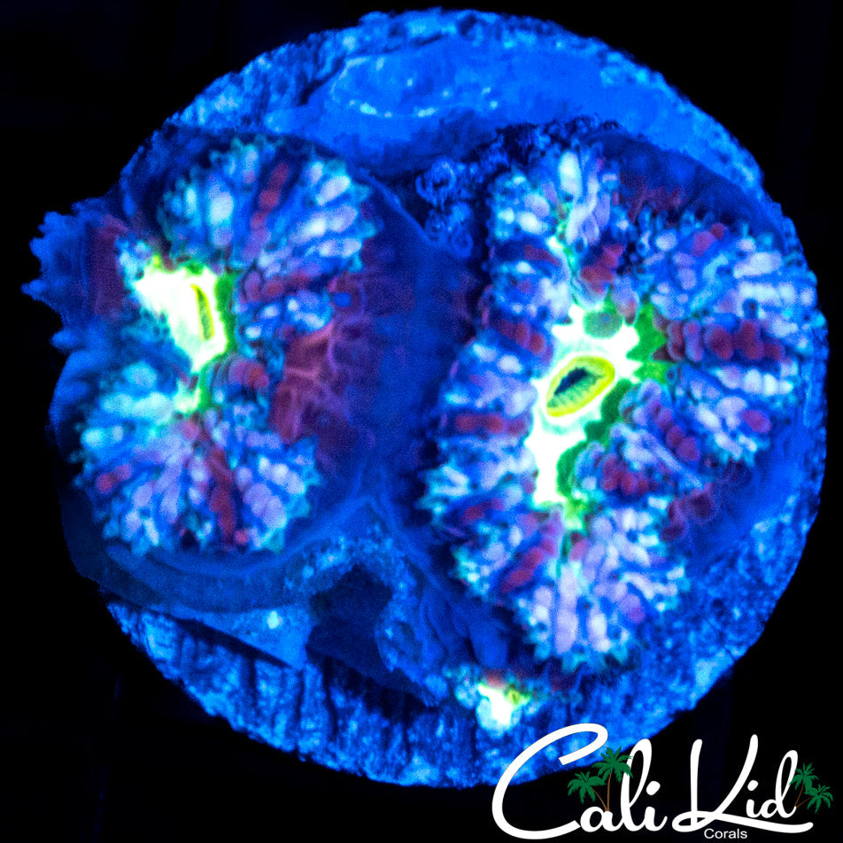 BLUEBERRY ACAN DOUBLE