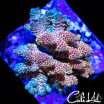 AMAZING RAINBOW MILLI COLONY