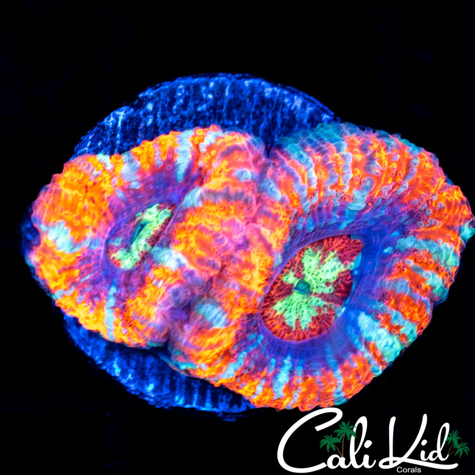 ASIAN ACAN DOUBLE