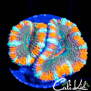 Xmas Acan Double