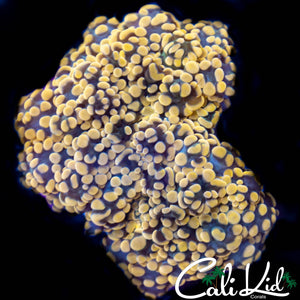 Xtreme Orange Frogspawn