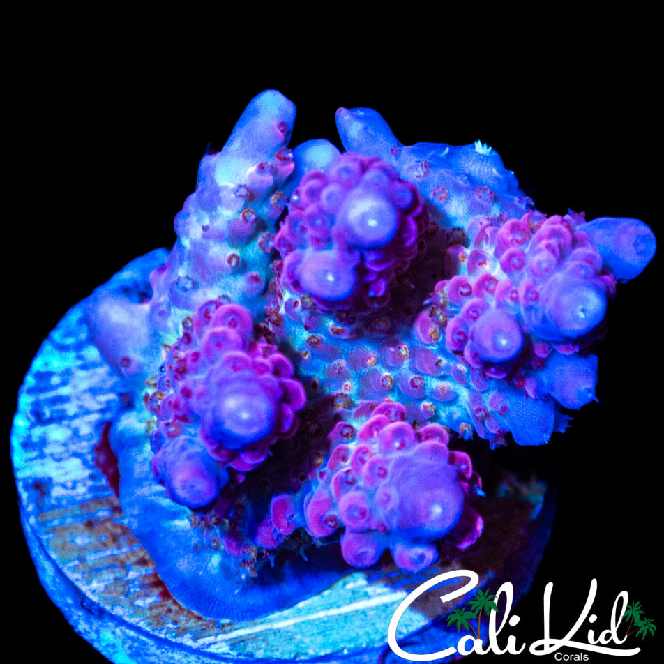 RAINBOW POLYP ACRO